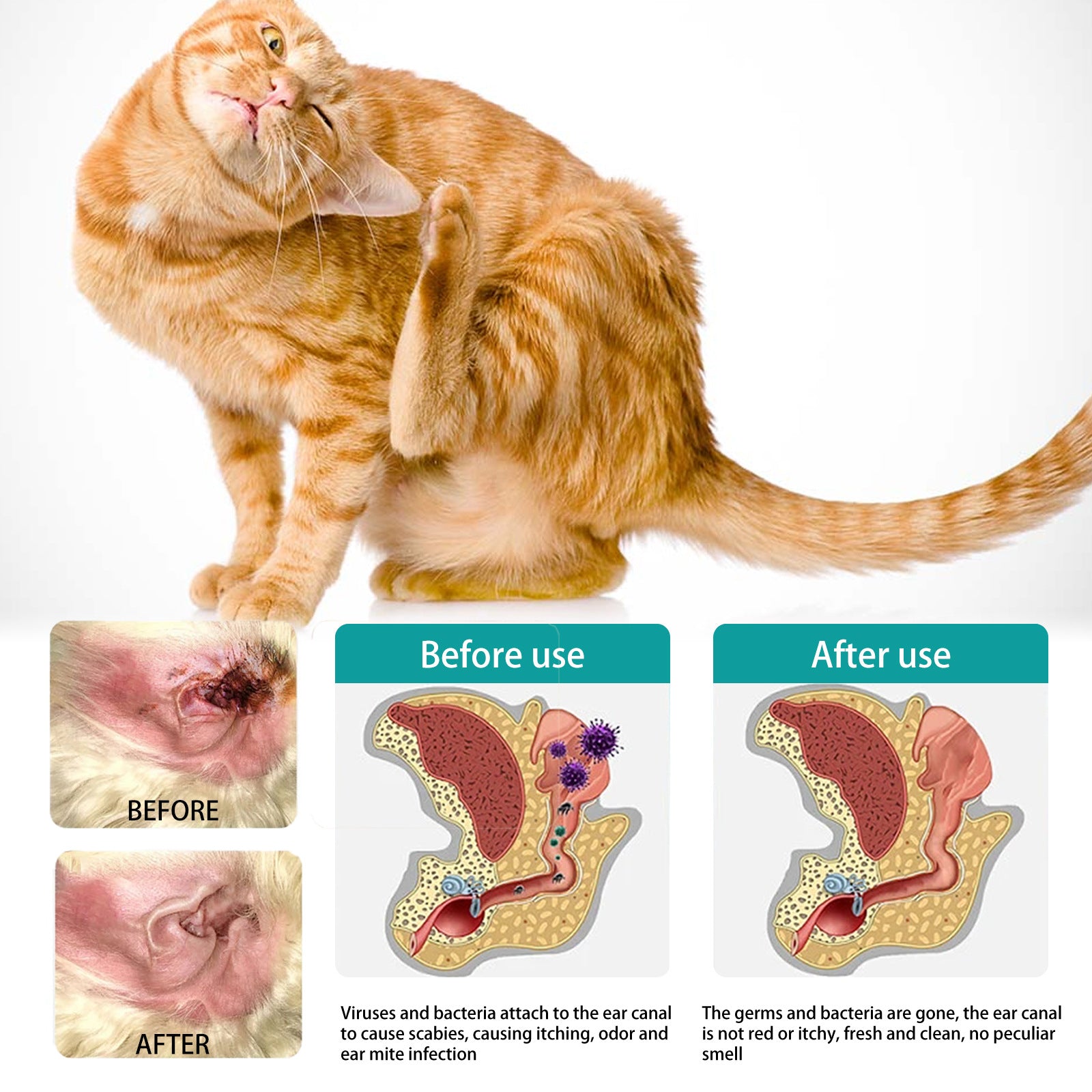 Haustier Ohrenreiniger