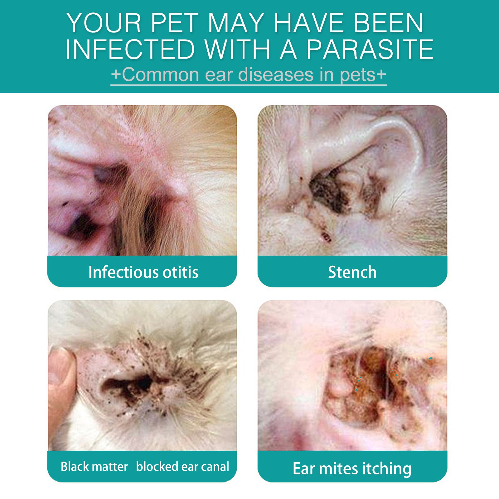 Haustier Ohrenreiniger